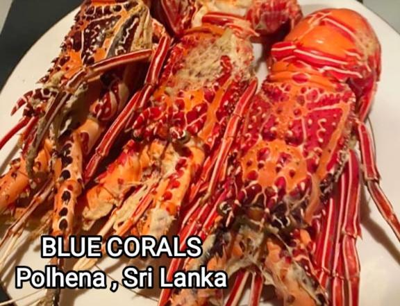 Blue Corals Beach Bungalow Матара Экстерьер фото